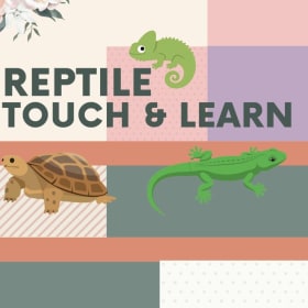 Reptile Touch & Learn item