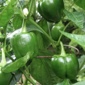 Veggie Flats: Pepper item