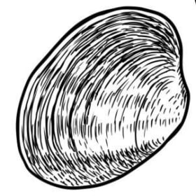 Manila Clam Seed item