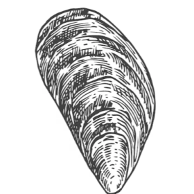 Mediterranean Mussel Seed item