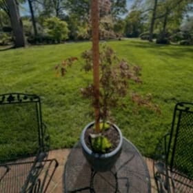 HG102 -Japanese Maple Tree & Container item