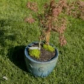 HG102 -Japanese Maple Tree & Container item