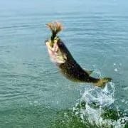 Full-Day Bass Fishing Trip on Lake Fayette — for 2 item