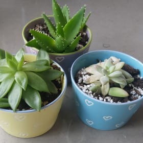 🌵 Succulent Trio - Heart Pots item