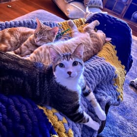 Thomas O’Malley, Sebastian, and Heathcliff item