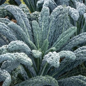 Kale - Black Magic item