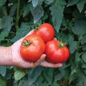 Tomato - Celebrity Plus item