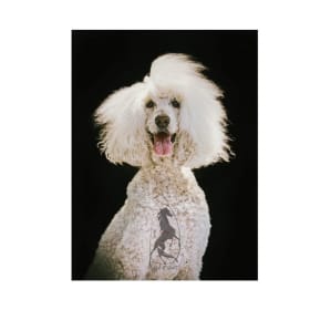 Pet/Equine Portrait Session item