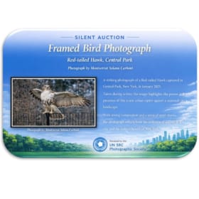 Framed Bird Photograph - 11x14 item