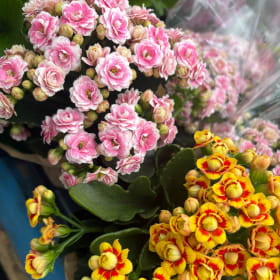 Kalanchoes (Pink) item