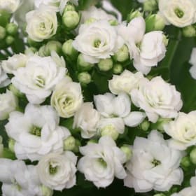 Kalanchoes (White) item