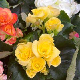 Begonias (Yellow) item