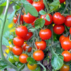 4" Red Cherry Tomato Plant (each) item