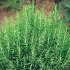 4" Rosemary Plant (each) item