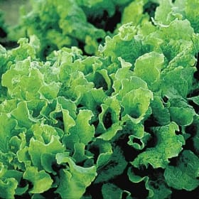 Fresh, Organic Lettuce item