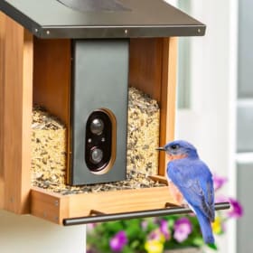 Solar Smart Bird Feeder item