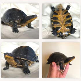 Blanding's Turtle (2) item