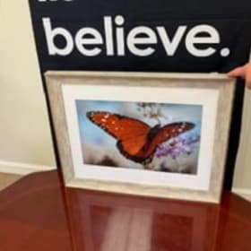 Butterfly Photograph item