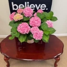 Perfect Pink Hydrangea item