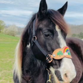 🍀 “Lucky Charm” St. Patrick’s Day Leather Halter item