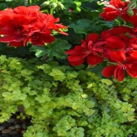 10" Basket Geranium Red item