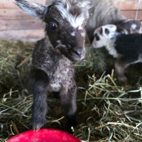 Baby Lamb Meet & Greet item