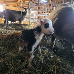 Baby Lamb Meet & Greet item