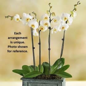 Elegant Orchid item