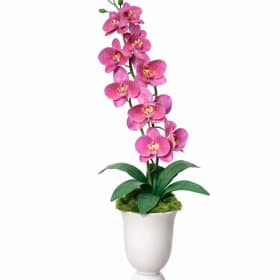 Blooming Orchid item