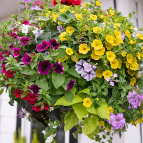 12" Hanging Basket item
