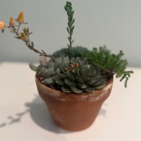 #17-Pope's Succulent, Gift Card and 2 Rolling Plant Caddies item