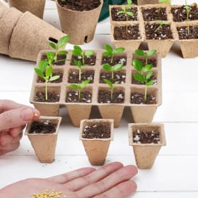 Seed kit item