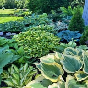 Photo of HOSTA HARVEST