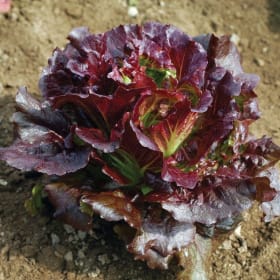Lettuce - Cherokee item