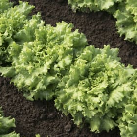 Lettuce - Muir item
