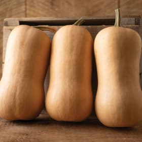 Squash - Block Party Butternut item