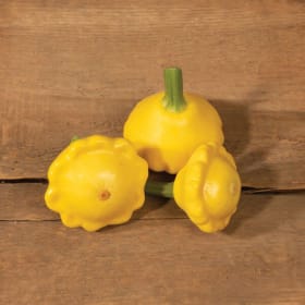 Squash - Lemon Sun Patty Pan item