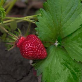 Strawberry - Hood item
