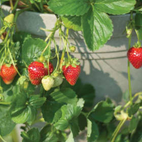 Strawberry - Seascape item