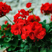 Geraniums item