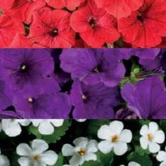 10" Hanging Basket - Spirit of America item