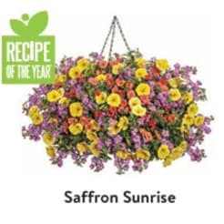 10" Hanging Basket - Saffron Sunrise item