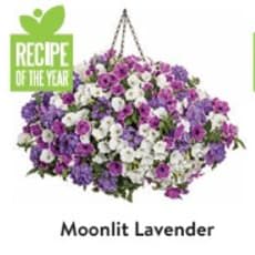 10" Hanging Basket - Moonlit Lavendar item