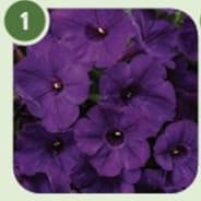 Petunia ROYAL VELVET® item