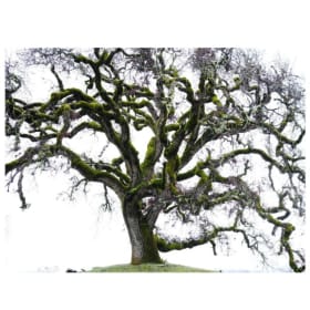 Graceful Aging in the Valley by Paul Forlenza item