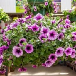Petunia item
