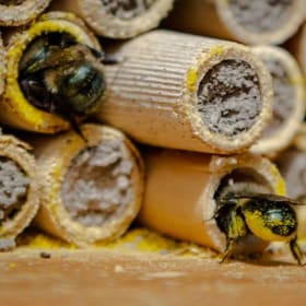 DAY OF SALE ONLY - Mason Bees item