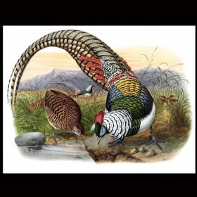 "Lady Amherst's Pheasant" - print item