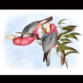 "Rose Breasted Cockatoo" - print item