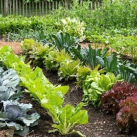 Summer Vegetable Garden item